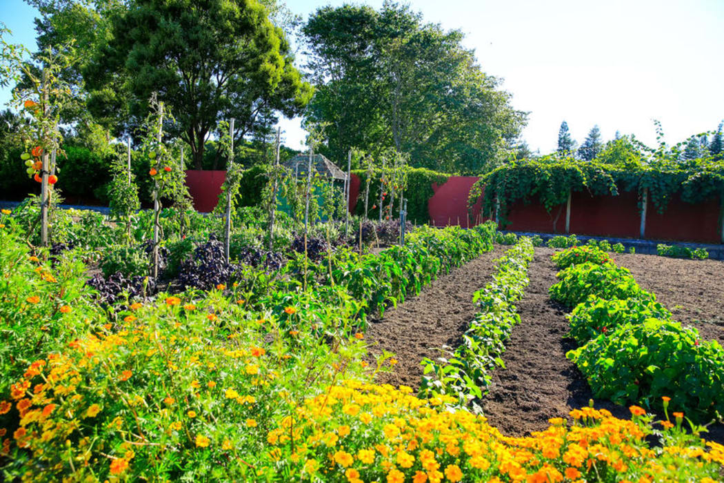 Raised vegetable beds in Kitchen garden, Hamilton gardens, New Zealand