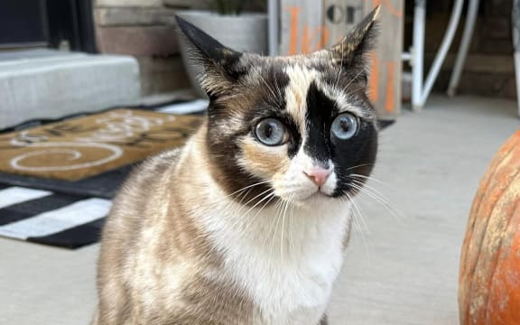 A family in the US has been reunited with their pet cat after she was accidentally mailed hundreds of miles to California with a package return.