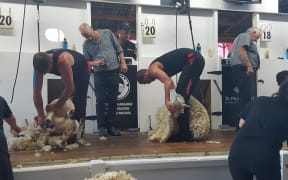 Gavin Mutch (left) closes in on the finish of the Waimarino Shears Open final, just over 20 secods a head of Rowland Smith, whose superior a quality gave him the title an 8th time.