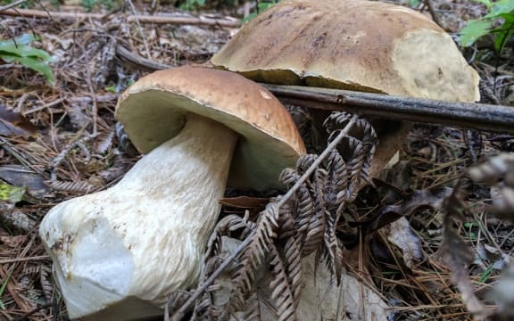 Porcini mushrooms