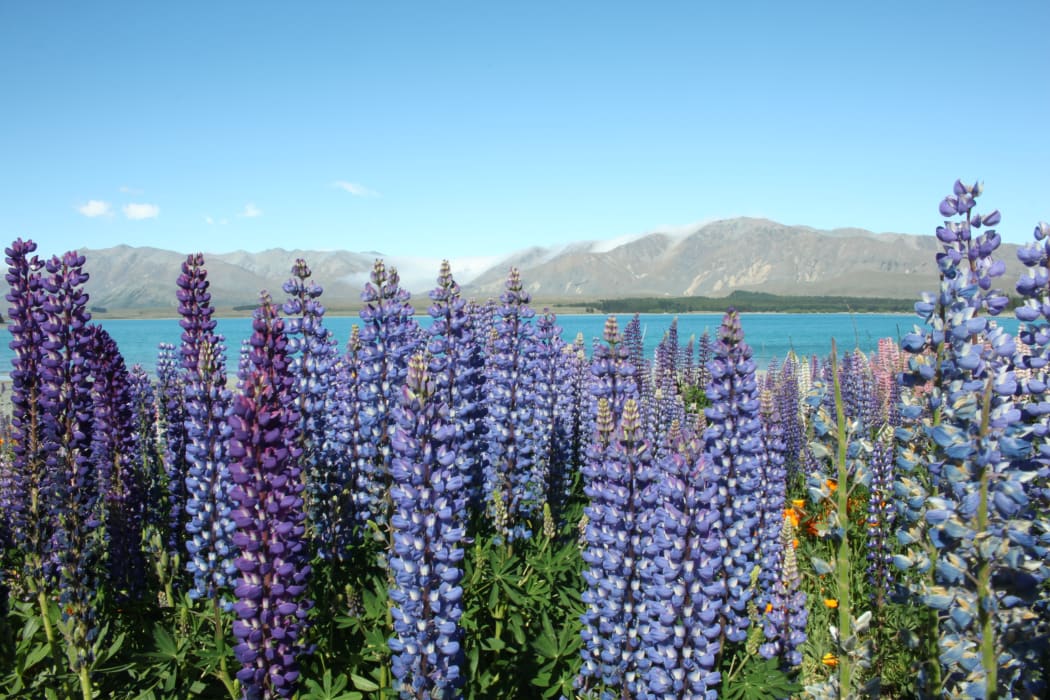 Lupins at Lake Tekapo