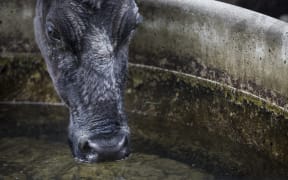 FOR WATER TAX story - Generic cow