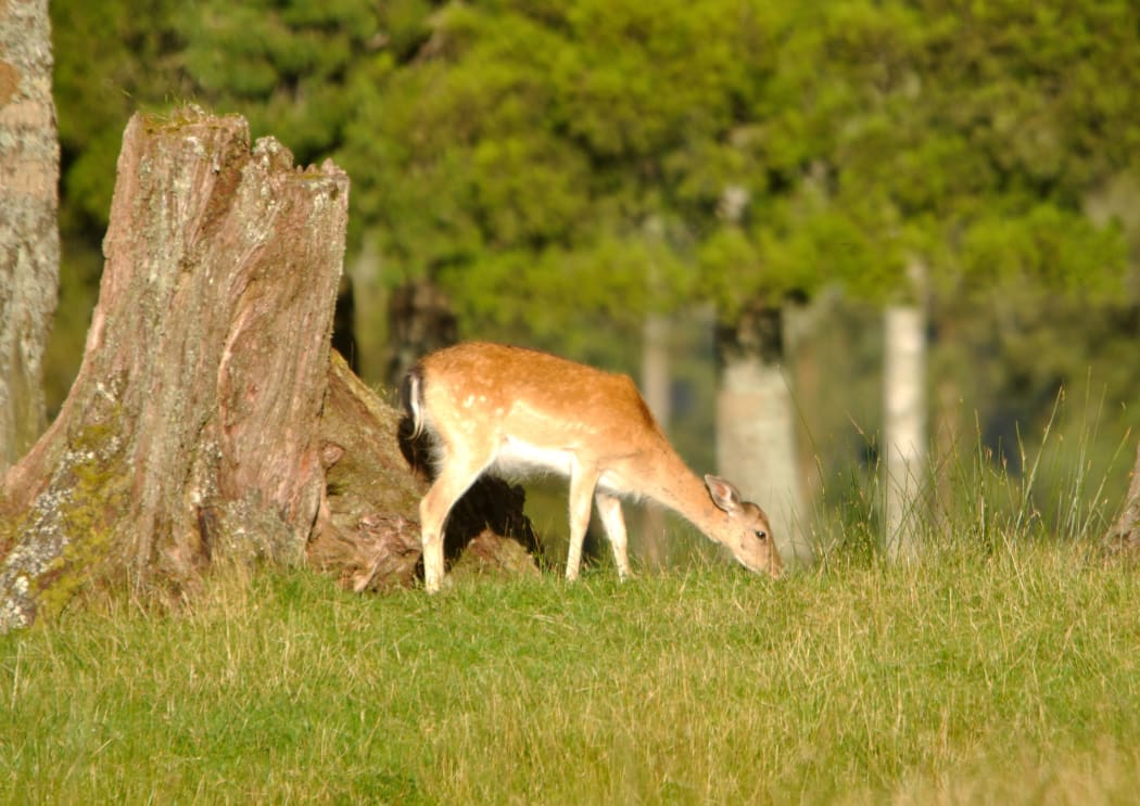 Fallow deer grazing a paddock in Westland, New Zealand.