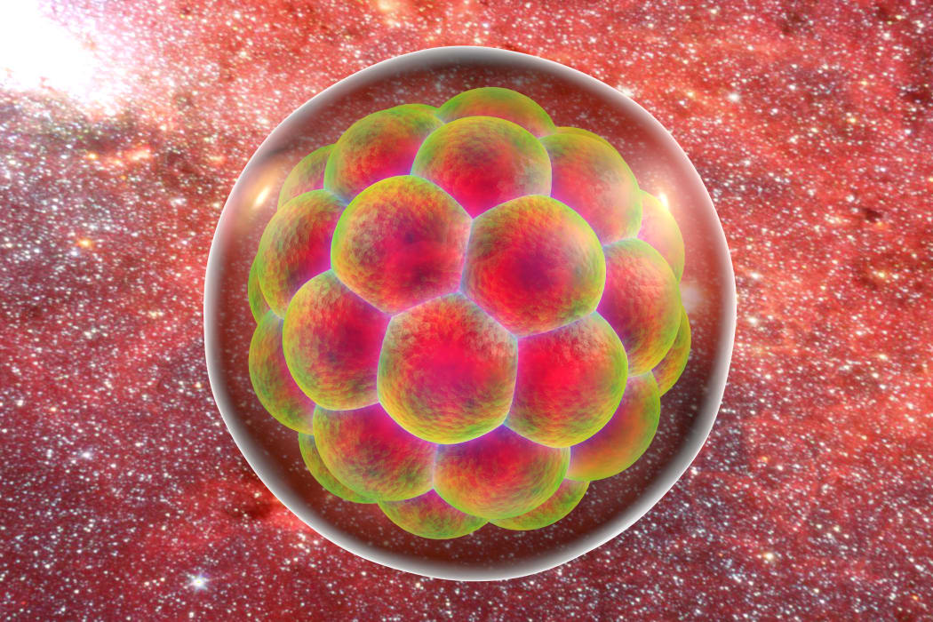 Illustration of a human multi-cellular embryo.