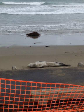 The ailing leopard seal, before it died.
