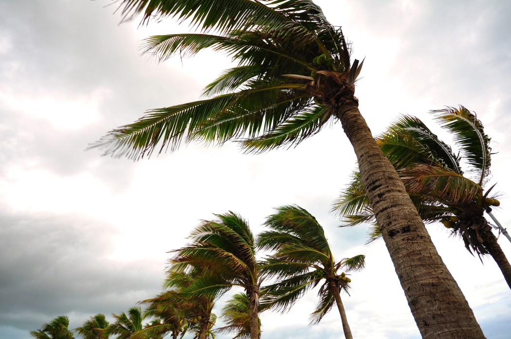 Palm trees in strong winds