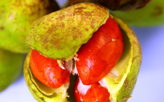 Bright orange kohekohe seeds in a fleshy capsule
