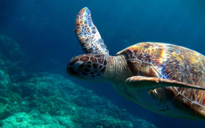 A Green Sea Turtle swimming at a reef in the Red Sea.