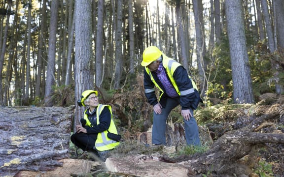 Checking out growth rings on pine tree in Manulife block near Tokoroa