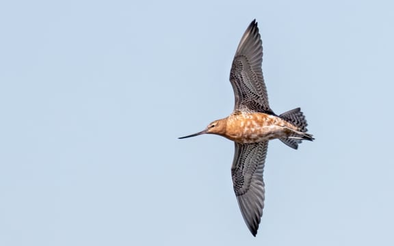 A portrait of a godwit against a blue sky. The bird's wings are outstretched and it is being shot from below. The wing feathers are white with black edging. The breast plumage is mottled brown-orange and white. The face is brown-orange, with a long straight, dark bill.