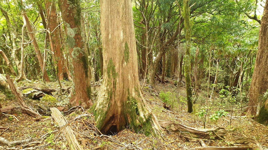 Totara tree no understory