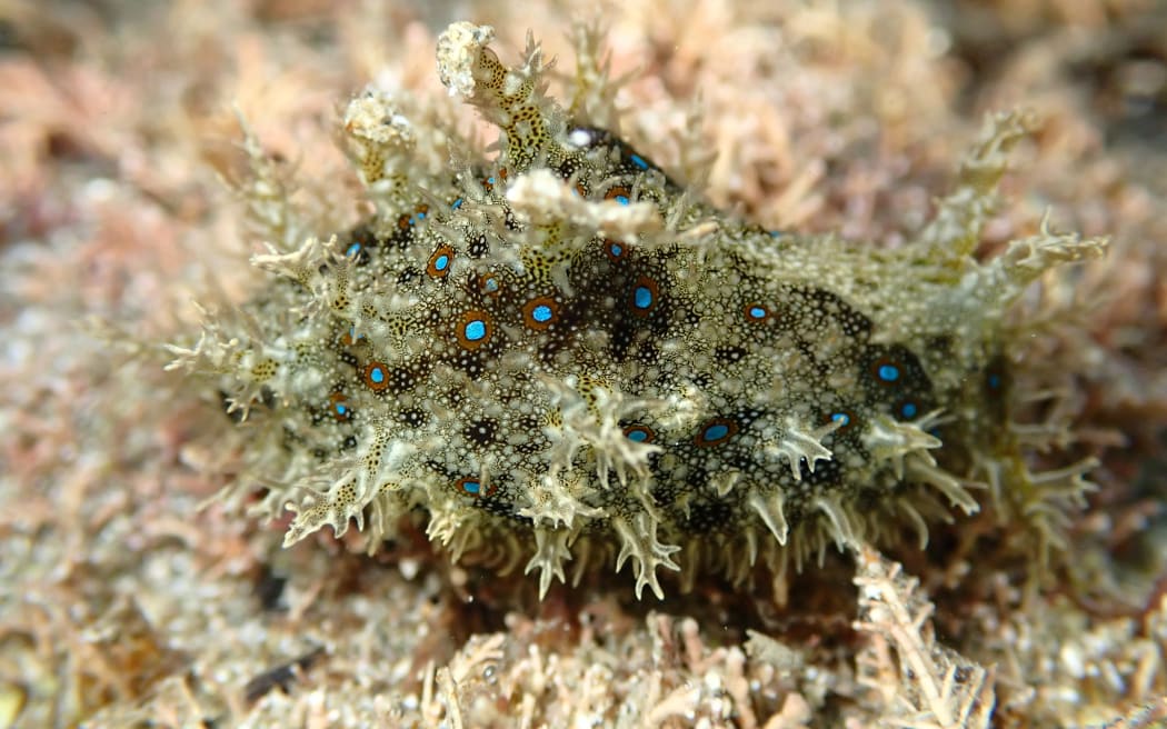 ragged seahare