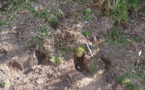 Rabbit damage at Okere Falls property.