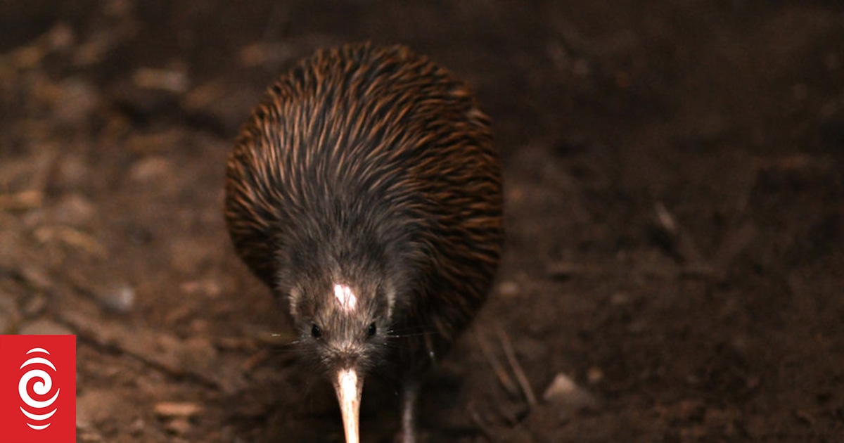 Richard Wolfe on how New Zealanders became known as 'Kiwis'