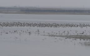 Shorebird flock in North Pyonyan