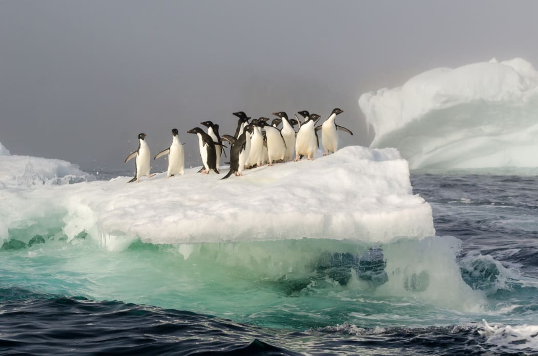 Adelie Penguin (Pygoscelis adeliae) group on an iceberg in the mist, Weddell Sea, Antarctica.