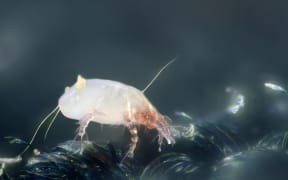 House dust mite (Dermatophagoides pteronyssinus).

Scale : mite length = 0.3 mm

Technical settings : 
 - focus stack of 42 images
 - microscope objective (Nikon M Plan 20x 210/0.4 ELWD) on bellow