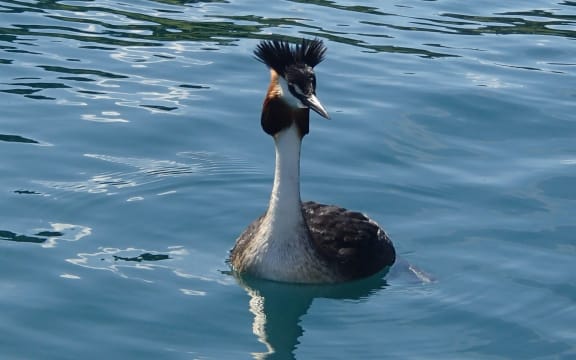 A grebe swimming at Lake Wanaka