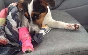 Sick dog