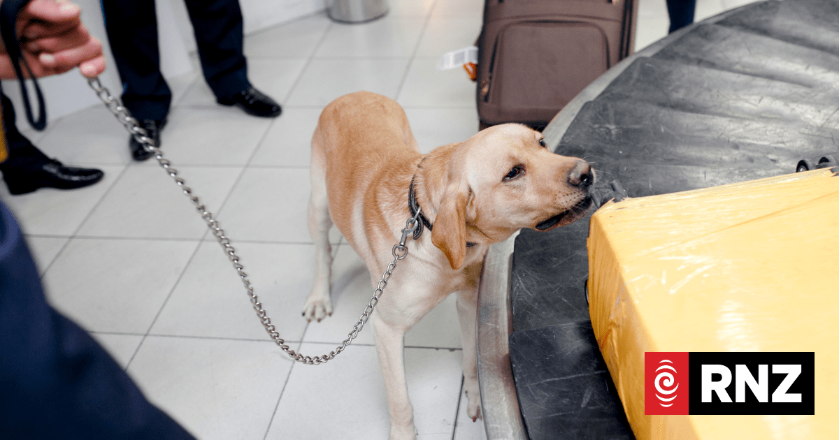 Expert Feature: Training detector dogs, can any dog do it? | RNZ