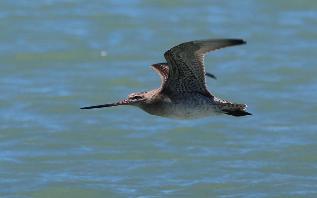 bar tailed godwit in flight.