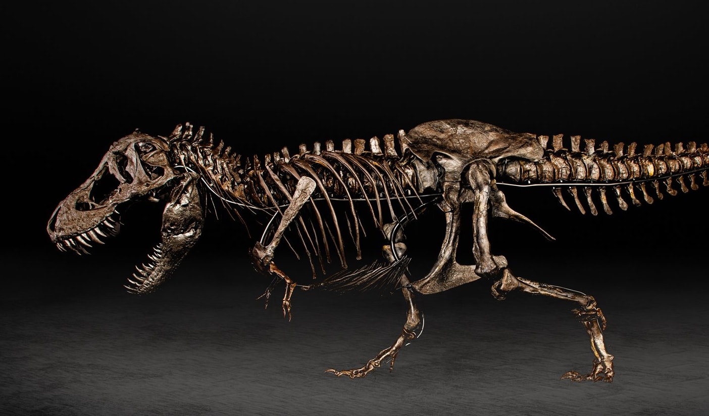 Peter the T rex, to be displayed in Auckland from 15 April.