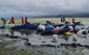 Pilot whales restranded at Farewell Spit in Golden Bay on 3 December 2024.