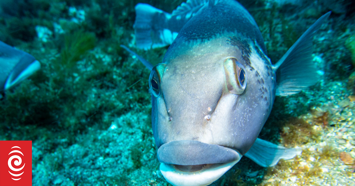 Water, water everywhere, so why does fish cost so much? | RNZ News