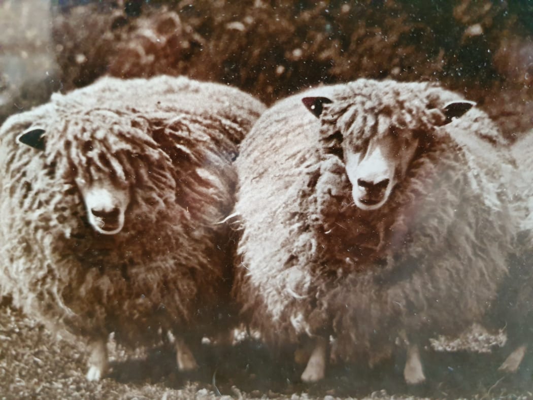 Historic photo of prize-winning English Leicesters bred by Ravenswood