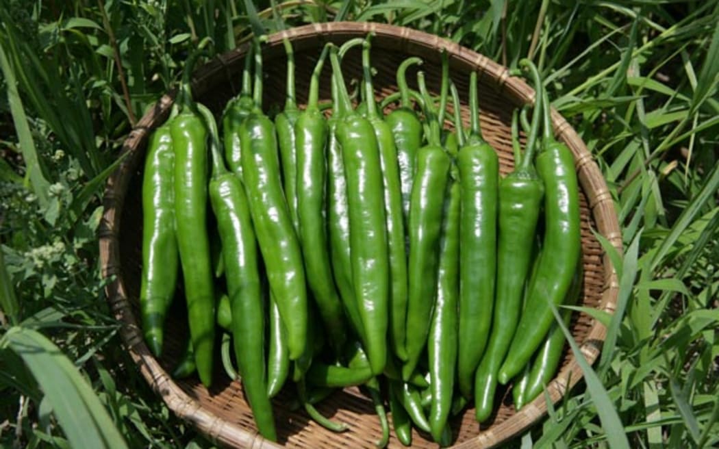 Cheongyang chili pepper