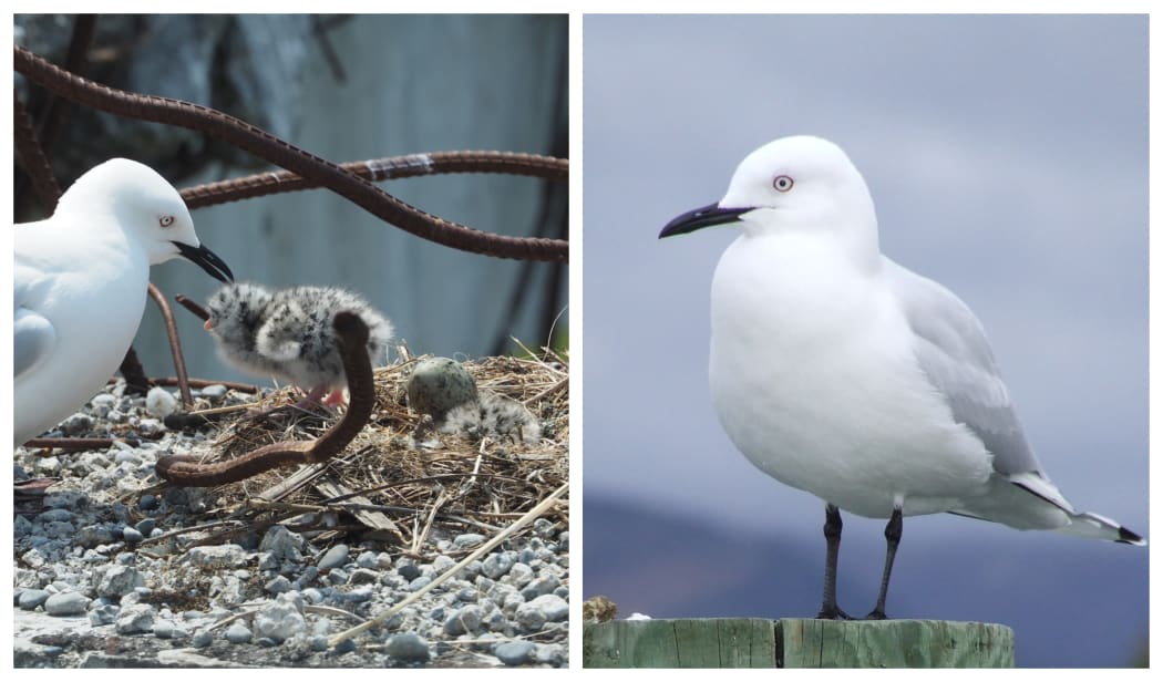 Black-billed gull