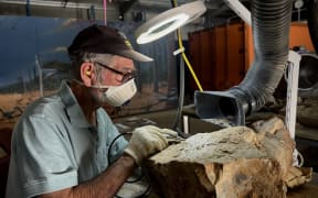 Volunteers were given power tools to clean the 100-million-year-old fossil.
