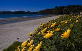 Onetangi Beach, Waiheke Island