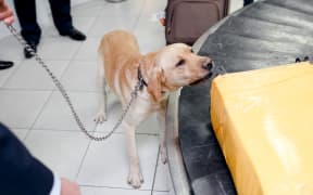 A dog sniffs at a bag on an airport carousel.