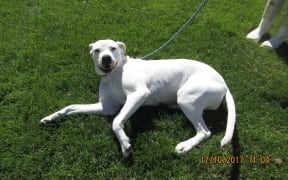 Bella after treatment