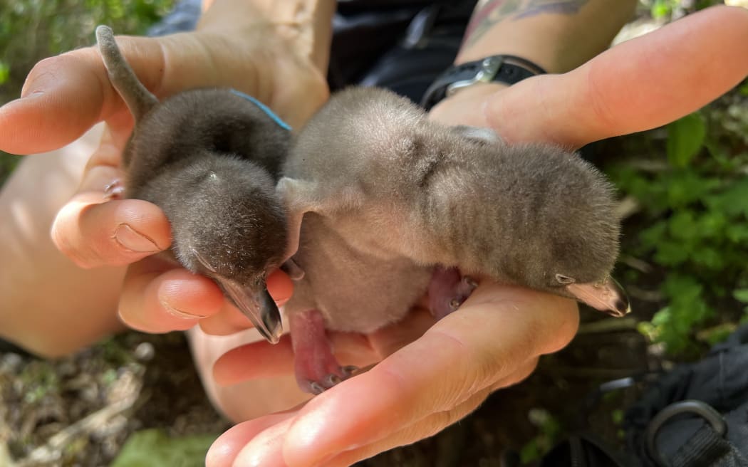 A person holds two tiny brown hoiho chicks in their outstretched hands.