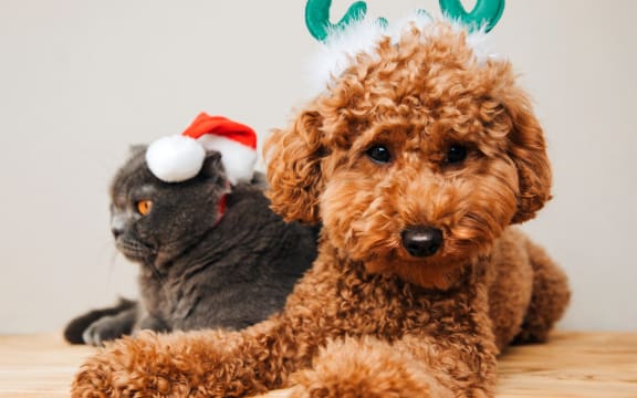 Close-up small ginger poodle dog with green deer antlers and grey cat in Santa cap on a light background.