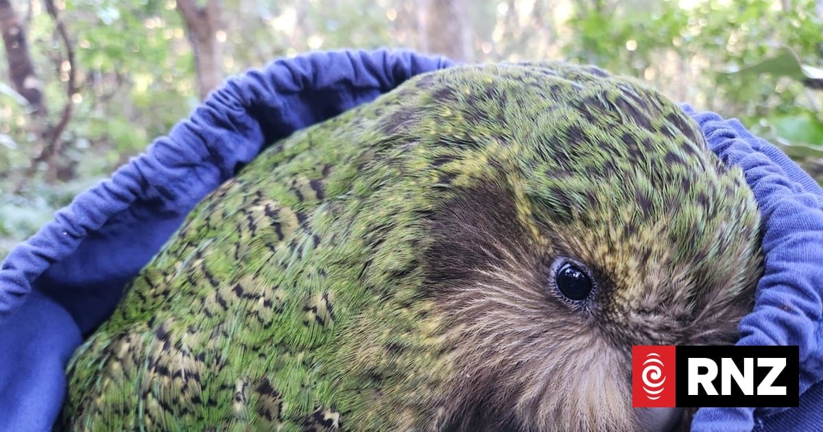 Waikato ecosanctuary welcomes more kākāpō and Mahoenui giant wētā