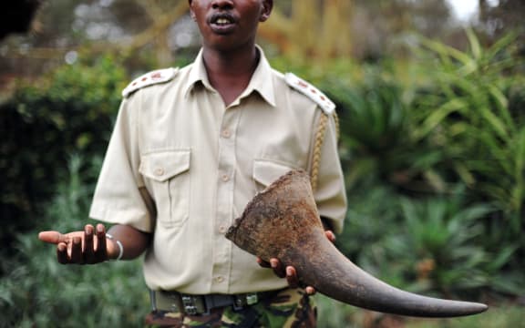 John Pameri, head of the security at the Lewa Wildlife Conservancy in central Kenya, holds a Rhino tusk his team took from a Rhino that was shot dead by poachers earlier in the week at the security headquarters on December 9, 2010.