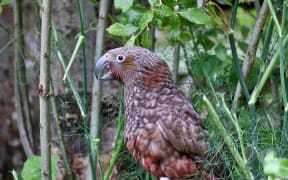 Kaka in Polhill Reserve photo