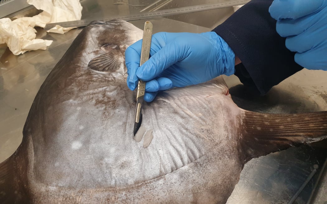 Marianne is wearing glue nitrile gloves and holding a scalpel next to two small white tissue samples, sitting on top of the sunfish specimen.