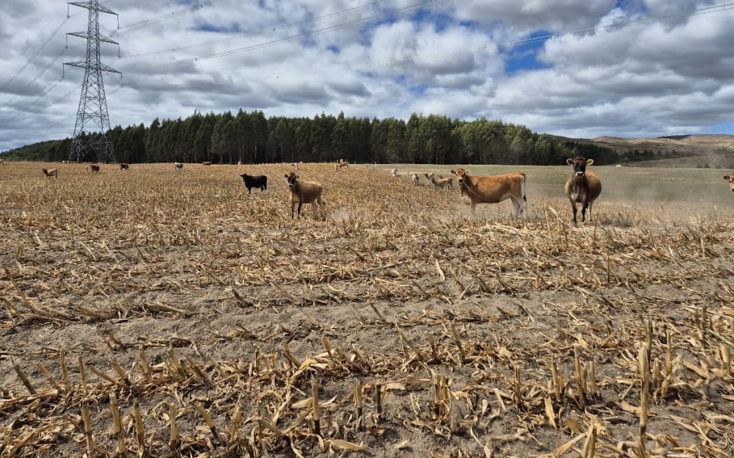 Cows graze the remnants of a maize crop near Whakamaru in the Waikato.