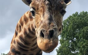 Ndale the giraffe at Hamilton Zoo.