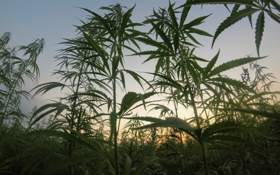 Cannabis plants