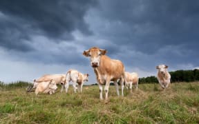 Cows beneath a storm cloud