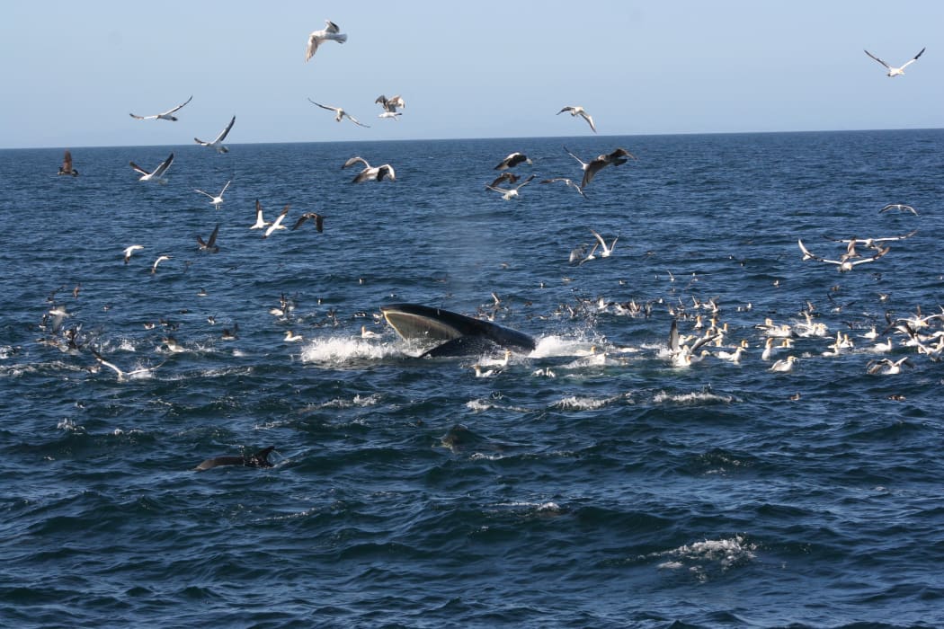Bryde's whale feeding in Hauraki Gulf.