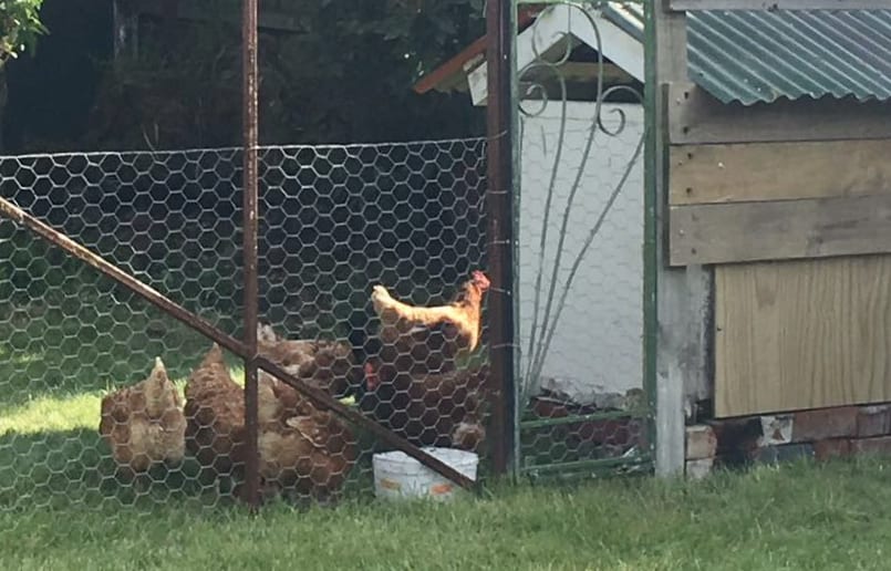 The Lidgard chickens in their new lodgings