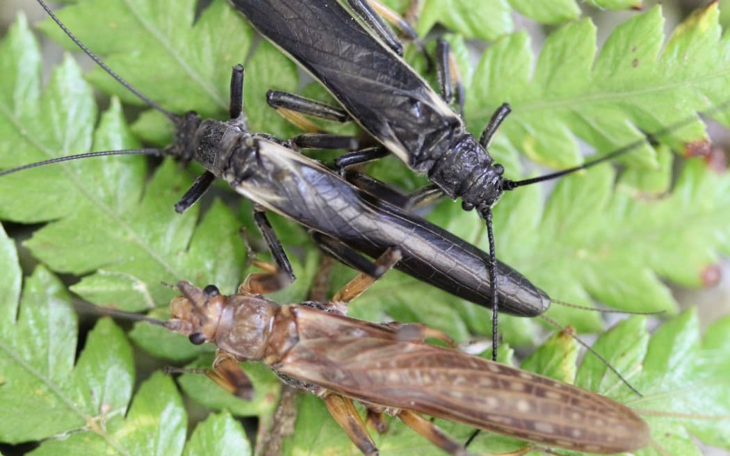Dark coloured Zelandoperla stoneflies (middle) mimic the poisonous Austroperla (top), which are abundant in forests. Recent forest clearance has eliminated Austroperla from many regions of NZ. In response, Zelandoperla populations have quickly evolved lighter colouration (bottom)