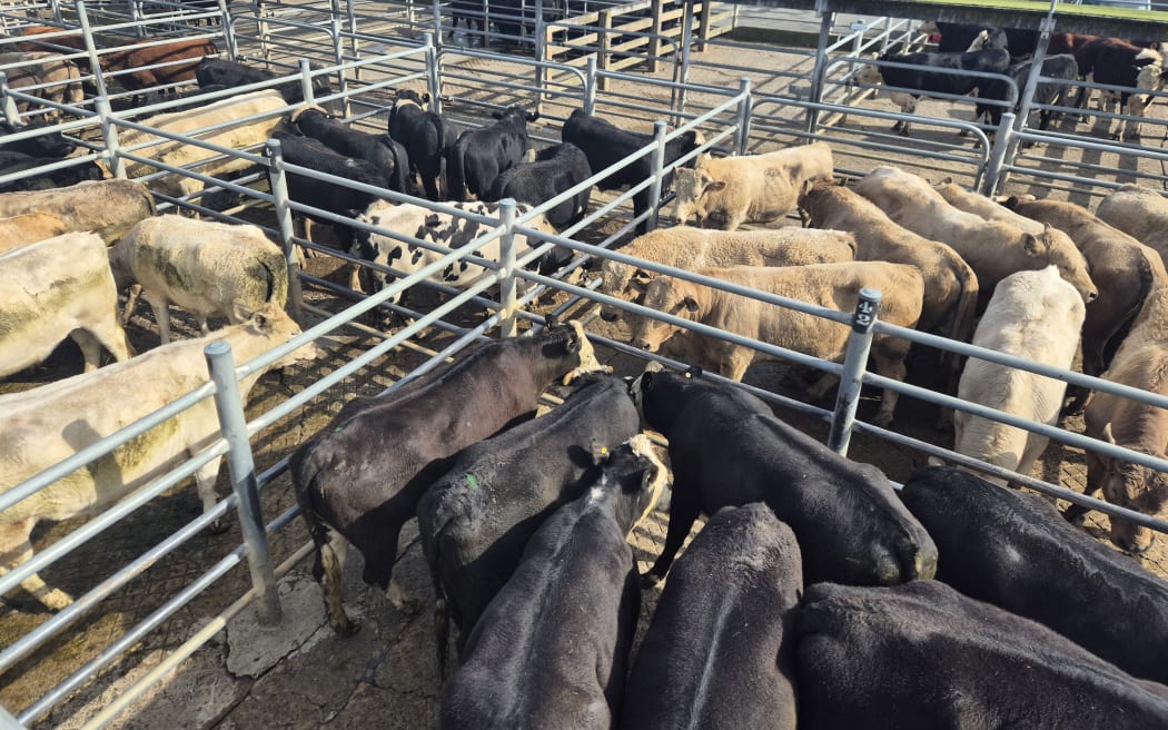 A range of cattle breeds are represented at the auction. From black Angus crosses, to russet toned Herefords and South Devons, and blonde Charolais.