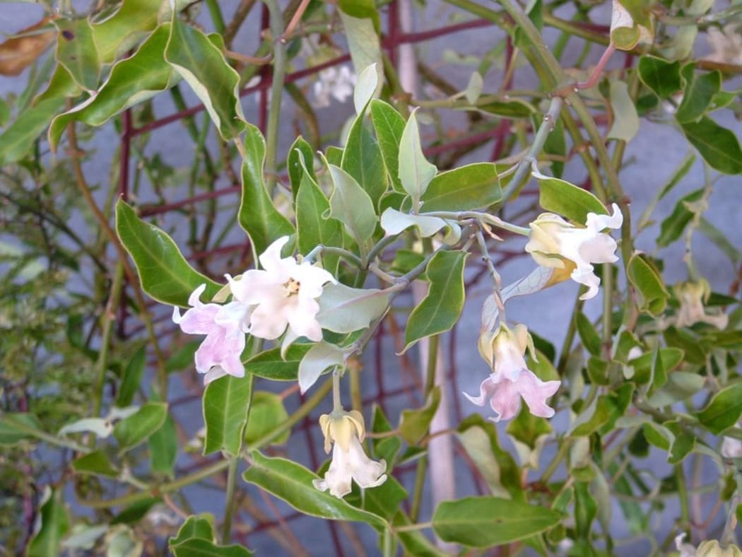 Moth Plant
